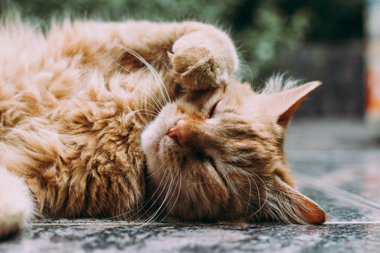 Summer Essentials for Cats: Keep Your Kitty Cool and Comfortable
