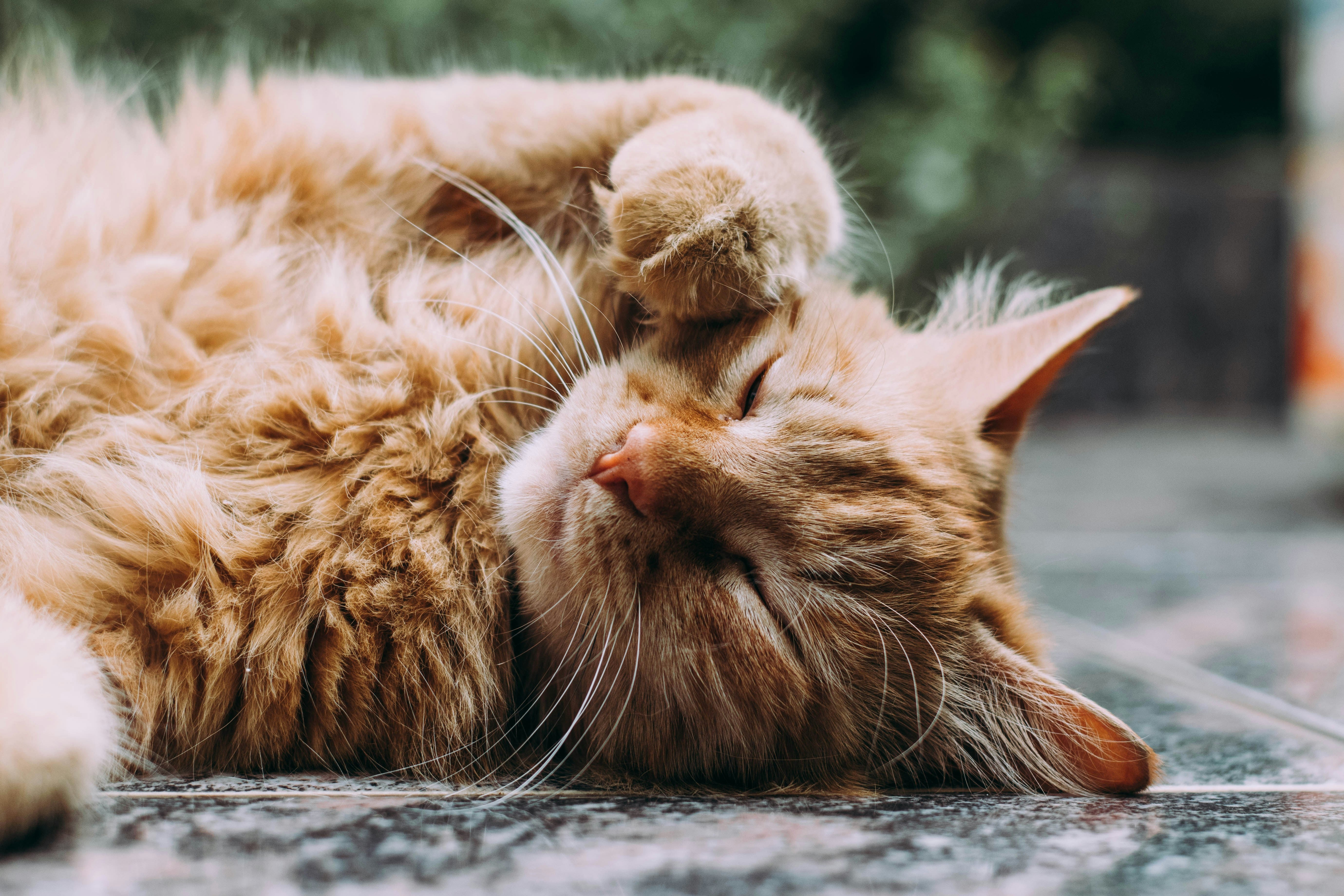 Summer Essentials for Cats: Keep Your Kitty Cool and Comfortable