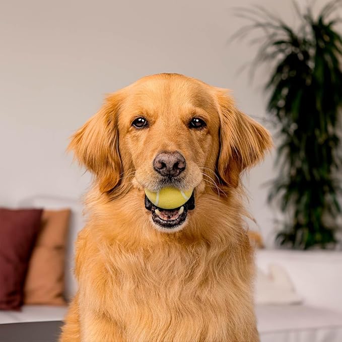 Playology Dog Toys | Squeaky Chew Ball - Squeaky and Bouncy Durable Floating Fetch Ball for Dogs | Medium Cheddar Cheese Scented Toy - Easy to Clean and Made from Non Toxic Materials