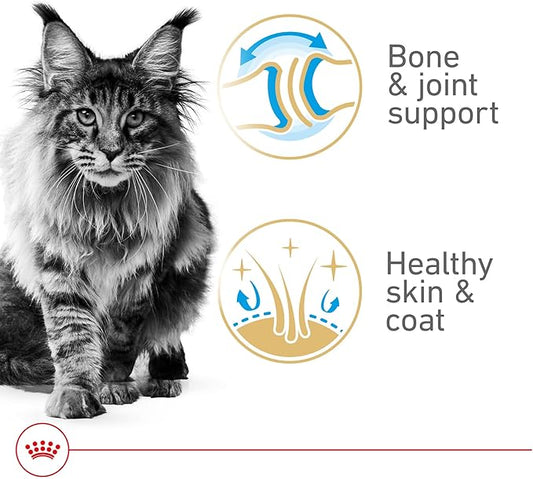 Royal Canin Feline Breed Nutrition Maine Coon Adult Thin Slices in Gravy Canned Cat Food, 3 oz can (24-count)