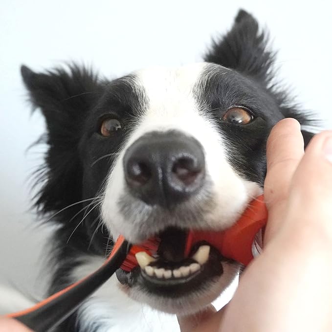 Pet Toothbrushing Assistant for Puppies' Dogs and Cats Allows You to Brush Your pet’s Teeth Without Constantly Worrying About Getting Bitten. (Orange, Medium)