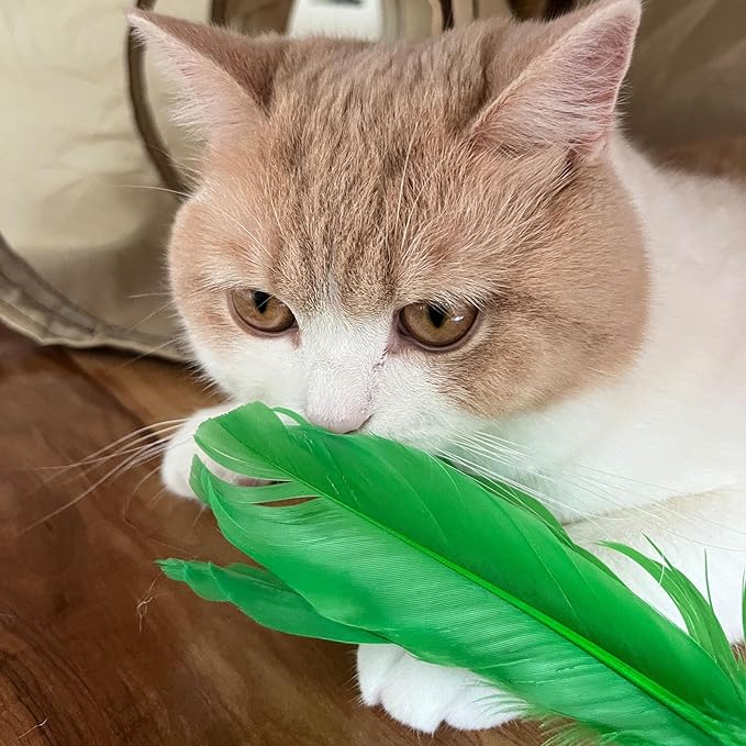 Cat Wands, 6 PCS Vibrant Color Feather Wands with Bell Unbreakable Cat Feather Sticks Interactive Kitten Toys for Indoor Cats