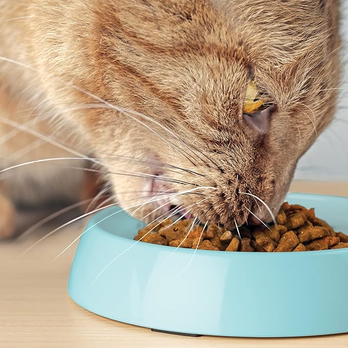 CatGuru Cat Bowls, Whisker Friendly Cat Food Bowl for Indoor Cats, Reliefs Whisker Fatigue, Wide Pet Bowl, Non Slip Pet Feeding Plate, Shallow Kitten Dish (Set of 2 Bowls, Aruba)