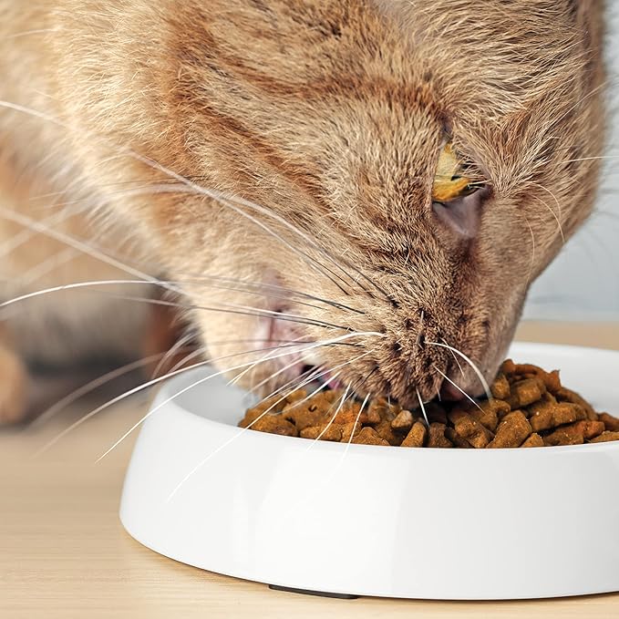 CatGuru Cat Bowls, Whisker Friendly Cat Food Bowl for Indoor Cats, Reliefs Whisker Fatigue, Wide Pet Bowl, Non Slip Pet Feeding Bowls, Shallow Kitten Dish (Marshmallow)