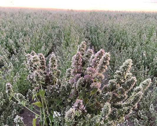 from The Field | No Mess Catnip Pellets | 2 Oz Bag | Compressed, Potent USA-Grown Catnip & Silver Vine | Resealable Bag | Safe for Play & Nibbling | Long-Lasting, Eco-Friendly Cat Treat