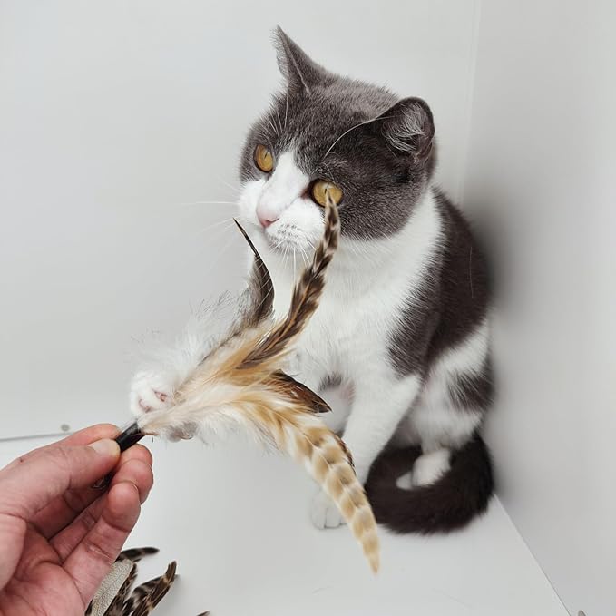 Natural unstained Feathers,8PCS Cat Feather Toys Replacement Wand Toy Refills, Cat Feathers Refill for Indoor Cats,Perfect Wand Attachments