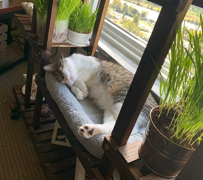 PETLESO Cat Bed Mat with Surrounding Pillow, 22" x 16" Plush Cushion for Small to Meidum Dogs & Cats Sleeping, Indoor Pet Beds Furniture Carrier Crate Anti Skid Pad, Washable, Medium