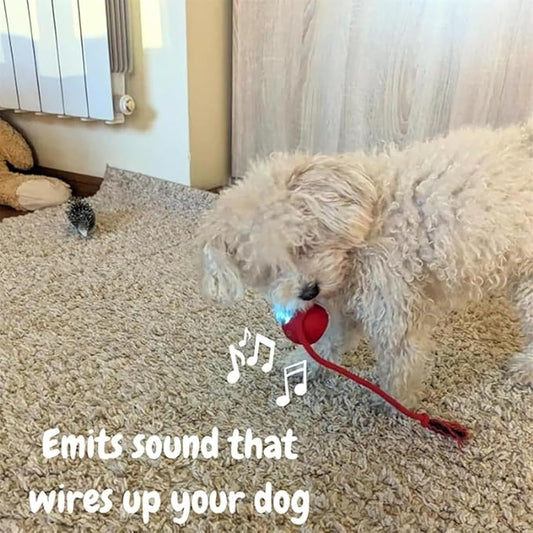 Interactive Dog Cat Toy Ball, Automatic Moving Bouncing Rolling, with 3 Mode Adjustable Speed, Pet Smart Chase Ball Rechargeable, Enrichment Toys for Bored Indoor Adult Cats/Dogs