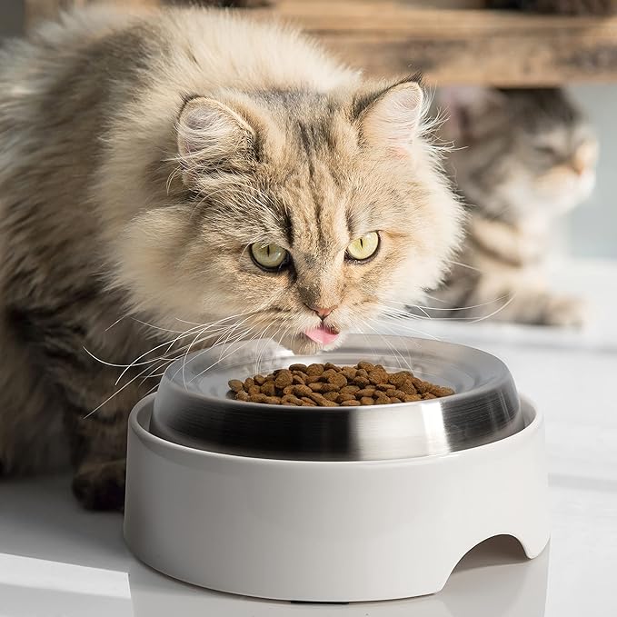 CatGuru Cat Bowls, Whisker Friendly Cat Food Bowl for Indoor Cats, Reliefs Whisker Fatigue, Wide Pet Bowl, Non Slip Pet Feeding Bowls, Shallow Kitten Dish (Stainless Steel)