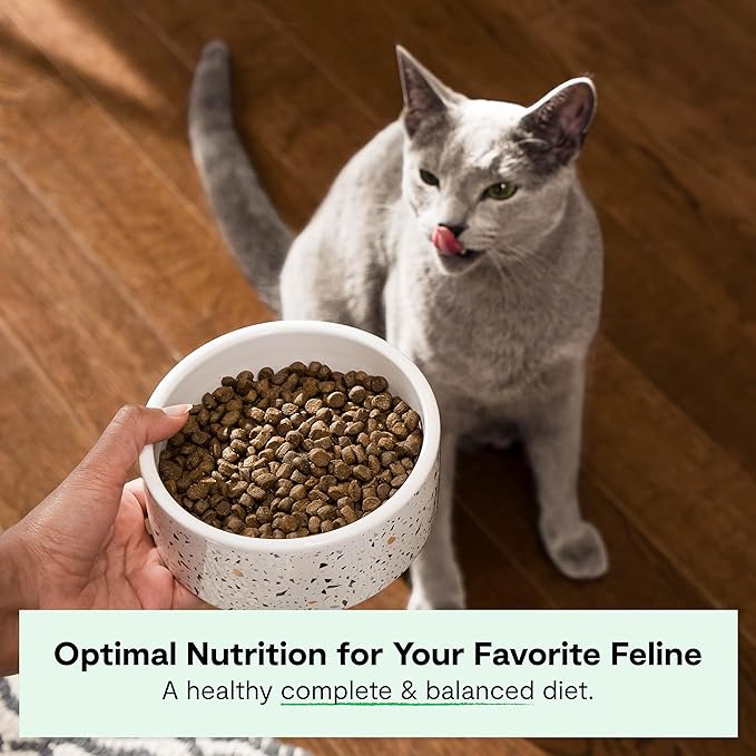 Open Farm, Grain Free Dry Cat Food, High-Protein Kibble for a Complete & Balanced Diet, Non-GMO Fruits & Vegetables, Prebiotic Fibers to Support Digestion, Homestead Turkey & Chicken Recipe, 4lb Bag