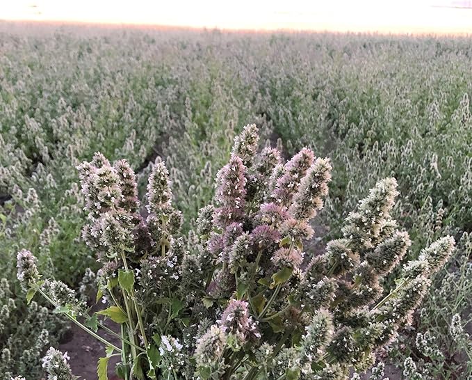from The Field | Ultimate Blend Catnip & Silver Vine | Premium USA-Grown Catnip for Toys & Playtime | Fresh, Potent, Non-Toxic, Eco-Friendly | Safe for Kittens & Cats | Resealable 3.5 Oz Tub